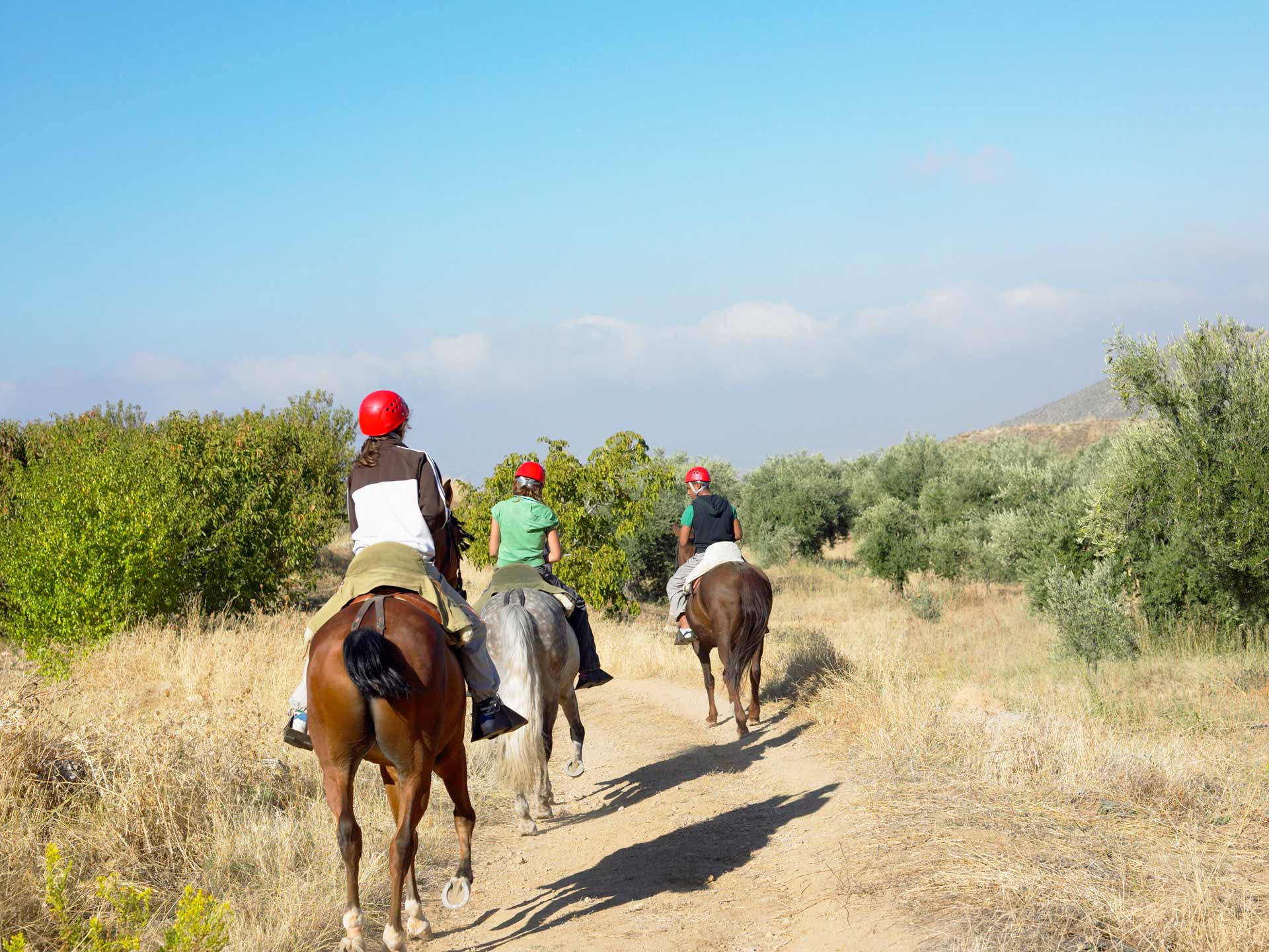 Horseback ride