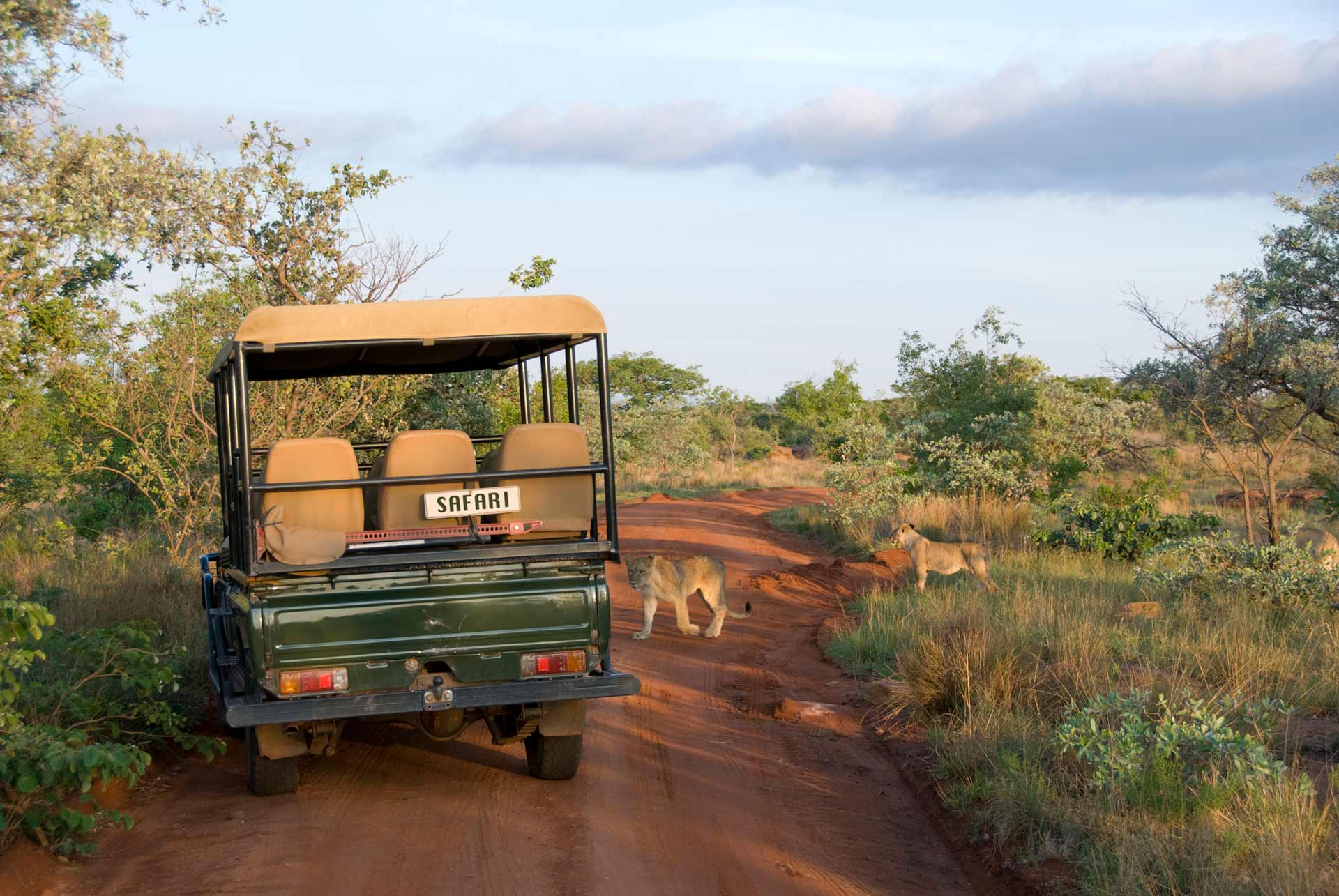 Kruger safari